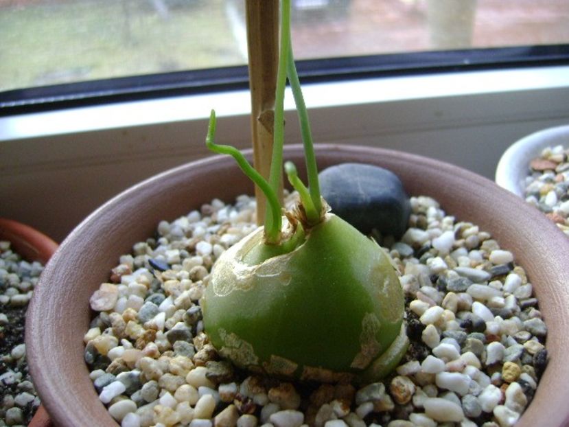 Bowiea volubilis - Caudiciforme si bulbi 2017