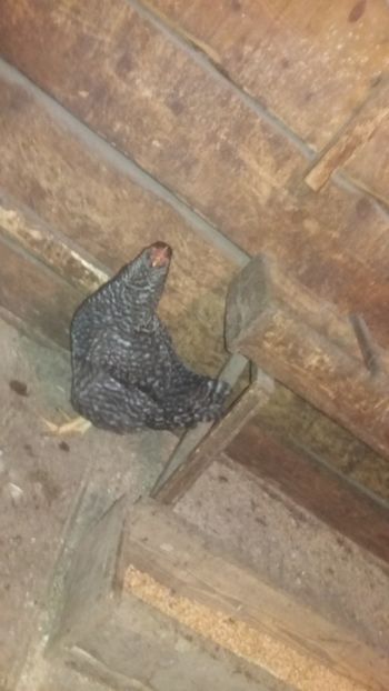  - F Gaini de tara si kabir