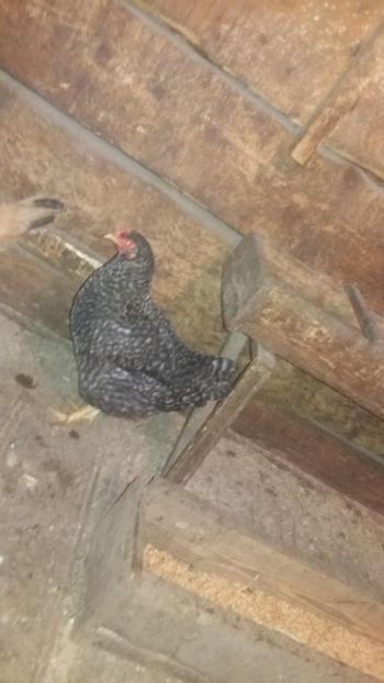  - F Gaini de tara si kabir