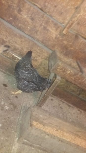  - F Gaini de tara si kabir