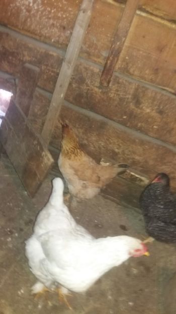  - F Gaini de tara si kabir