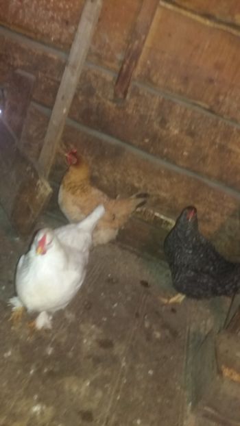  - F Gaini de tara si kabir