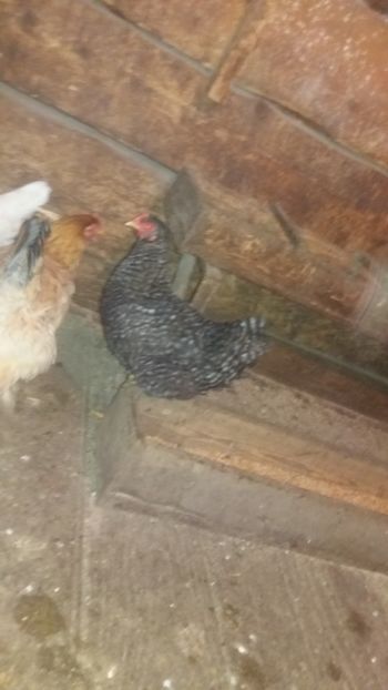  - F Gaini de tara si kabir