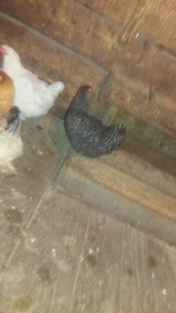  - F Gaini de tara si kabir