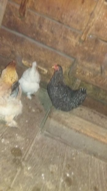  - F Gaini de tara si kabir