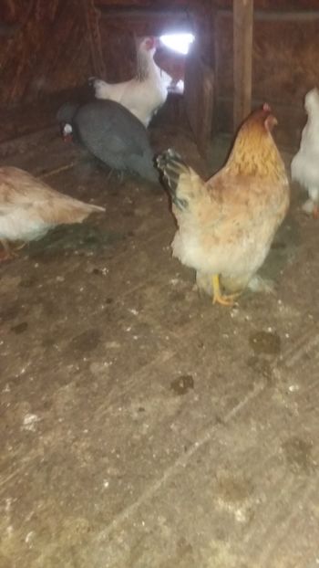  - F Gaini de tara si kabir