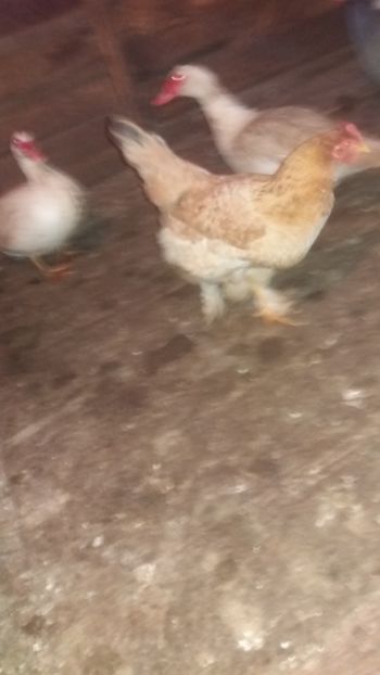  - F Gaini de tara si kabir