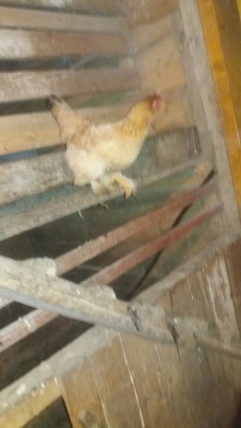  - F Gaini de tara si kabir