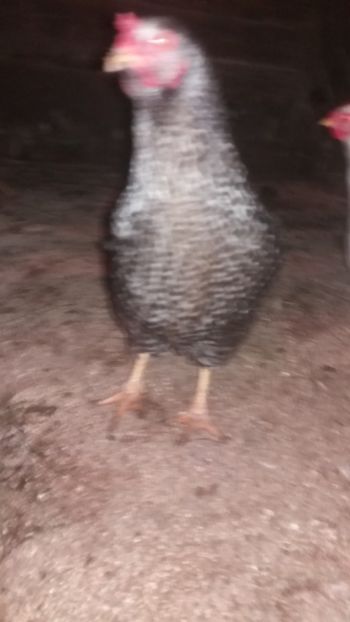  - F Gaini de tara si kabir