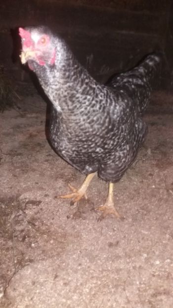  - F Gaini de tara si kabir