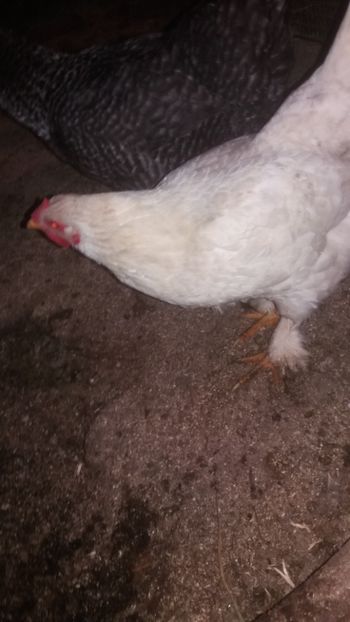  - F Gaini de tara si kabir