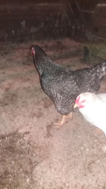  - F Gaini de tara si kabir