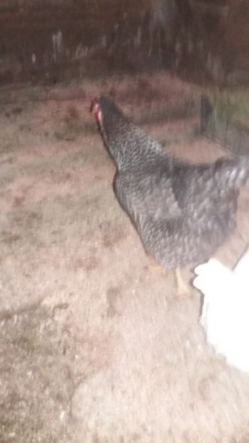  - F Gaini de tara si kabir