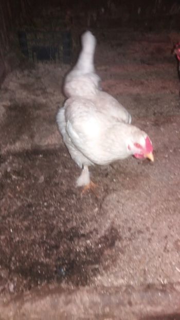  - F Gaini de tara si kabir