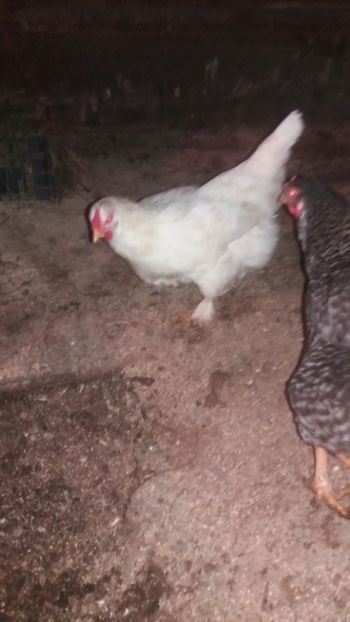  - F Gaini de tara si kabir