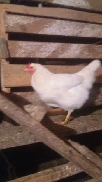  - F Gaini de tara si kabir