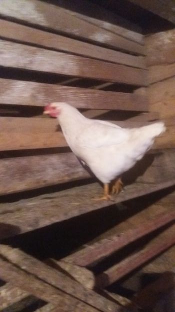  - F Gaini de tara si kabir