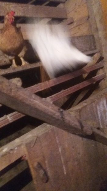  - F Gaini de tara si kabir