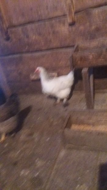 20180112_152112(0) - F Gaini de tara si kabir