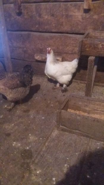  - F Gaini de tara si kabir