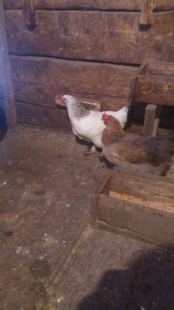  - F Gaini de tara si kabir