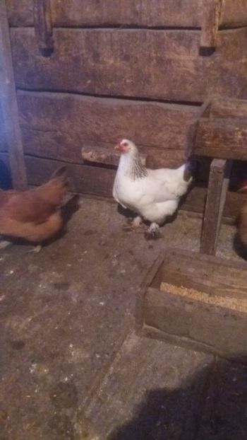 20180112_152106(0) - F Gaini de tara si kabir