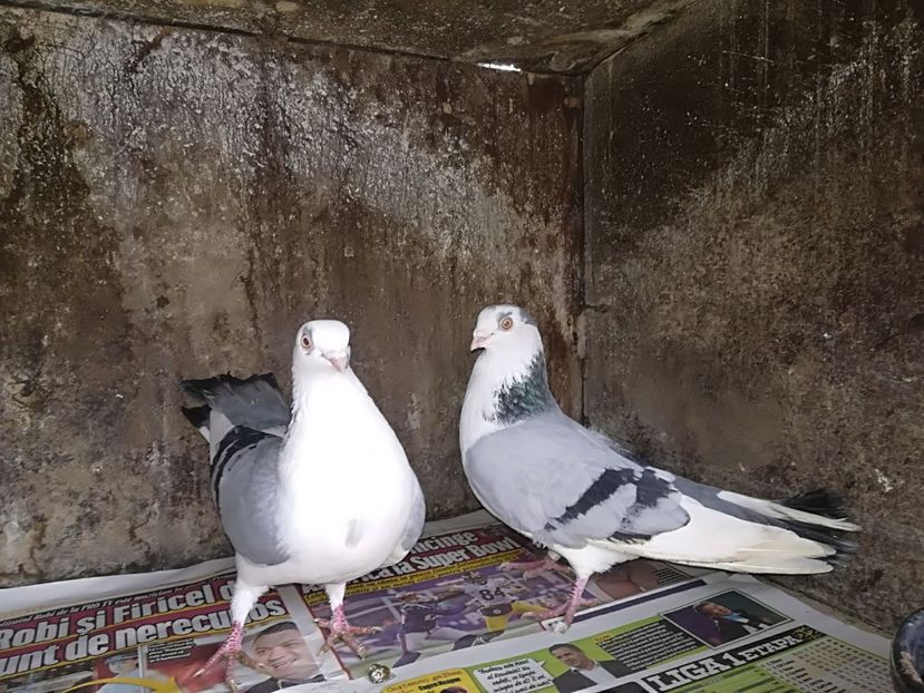 IMG-20180112-WA0020 - Perechi pe vanat 2018