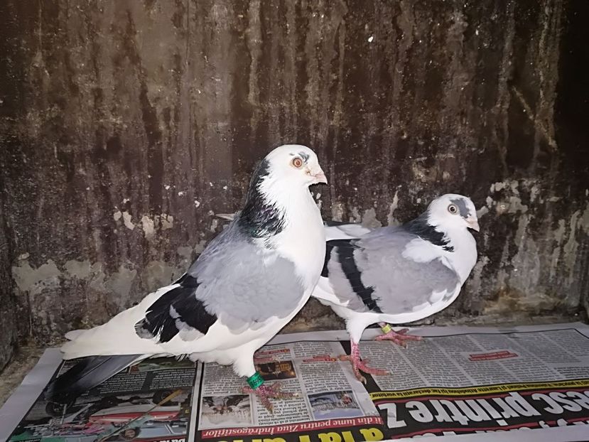 IMG-20180112-WA0019 - Perechi pe vanat 2018