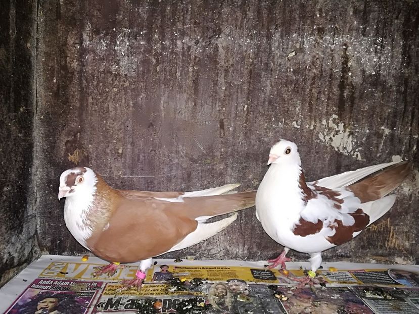 IMG-20180112-WA0011 - Perechi pe rosu 2018