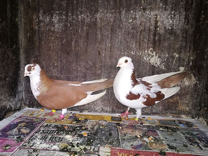 IMG-20180112-WA0010 - Perechi pe rosu 2018