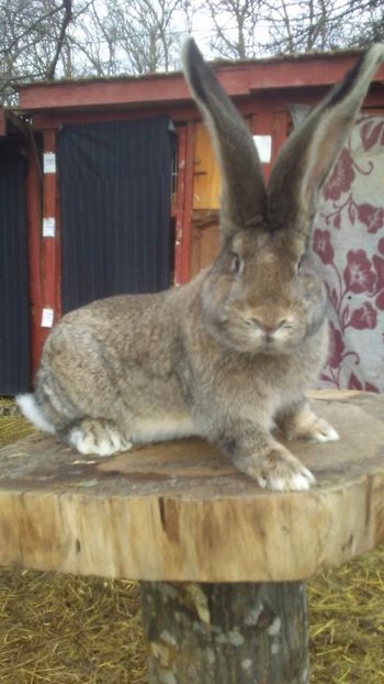  - Masculi tineret pentru 2018