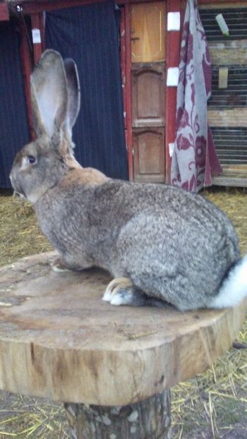 20180110_163208_Burst01 - Masculi tineret pentru 2018