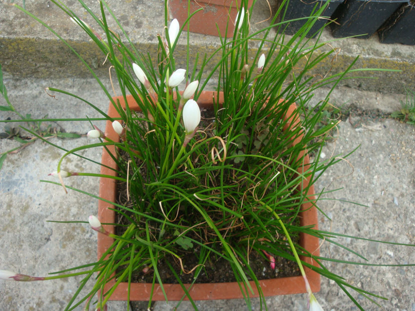 Zephyranthes candida (Lindl.) Herb.1826 - Genul Zephyranthes