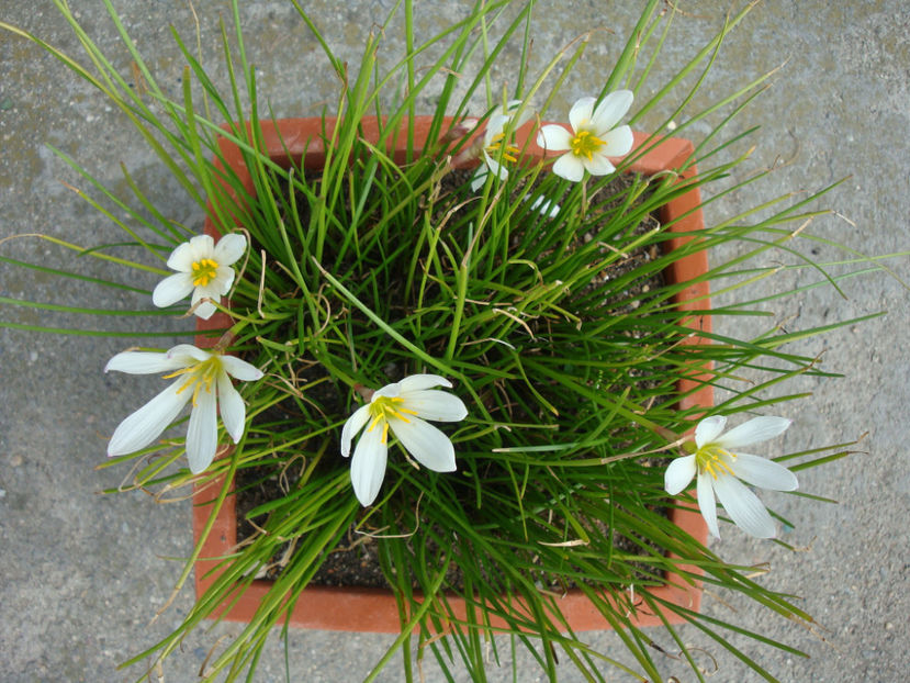 Zephyranthes candida (Lindl.) Herb.1826. - Genul Zephyranthes