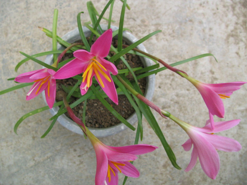 Zephyranthes minuta  (Kunth) D.Dietr. 1840. - Genul Zephyranthes