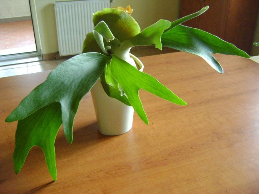 Platycerium bifurcatum - Suculente 2018