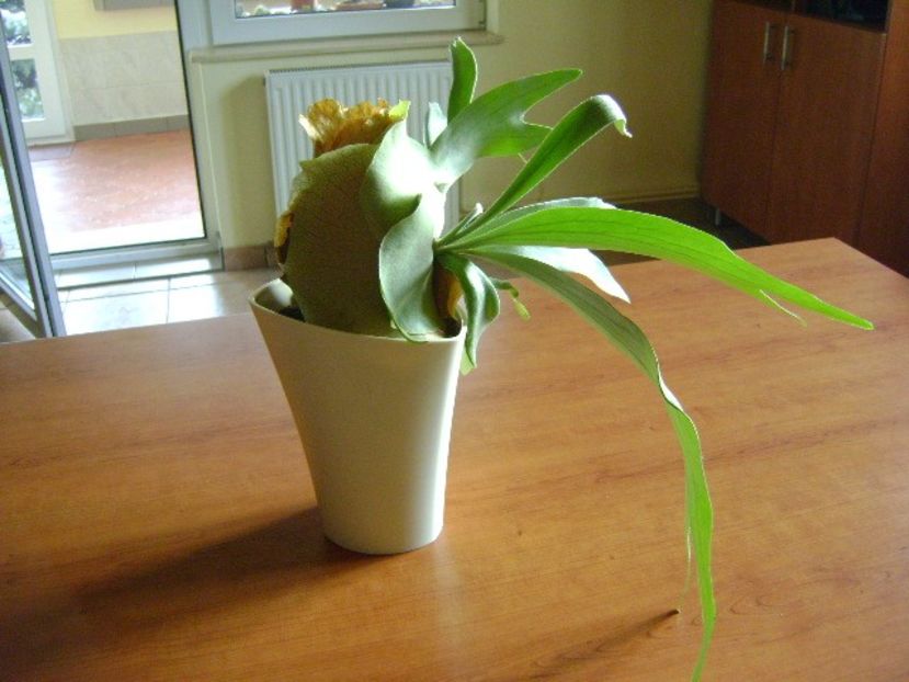 Platycerium bifurcatum - Suculente 2018