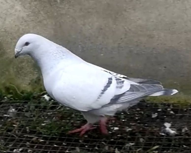 JRS13-ARCHIWUM - d- MŁODE 17- Young 17