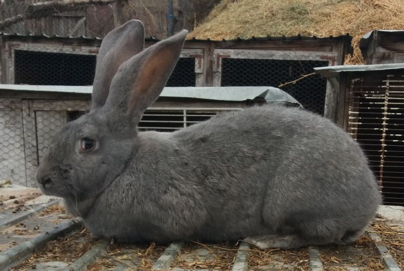  - Iepuri urias german 2017