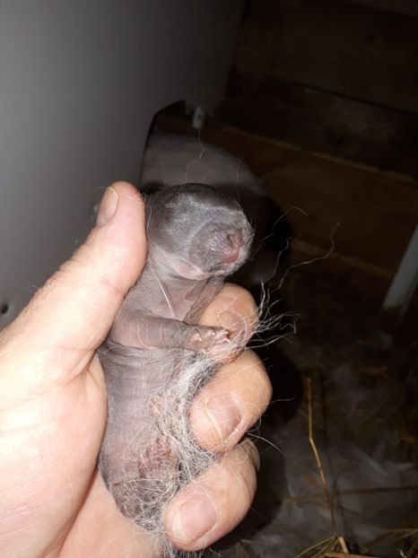 Ce culoare are Bogdan Mircea? - Cuib 12-01-2018