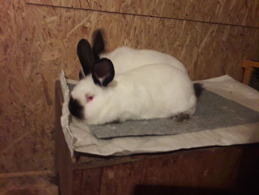  - b Tineret californian