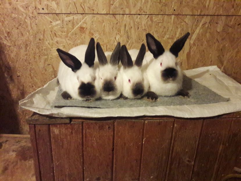  - b Tineret californian