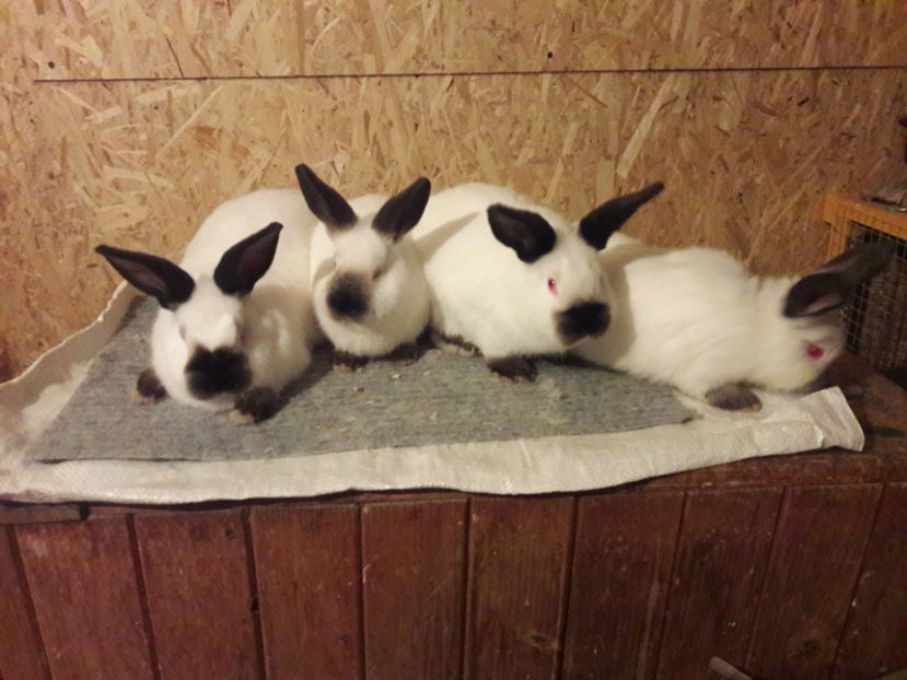  - b Tineret californian