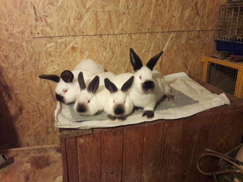  - b Tineret californian