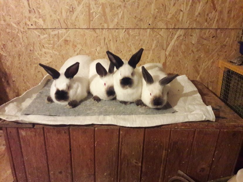  - b Tineret californian