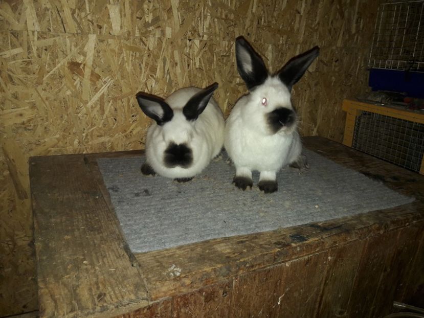  - b Tineret californian