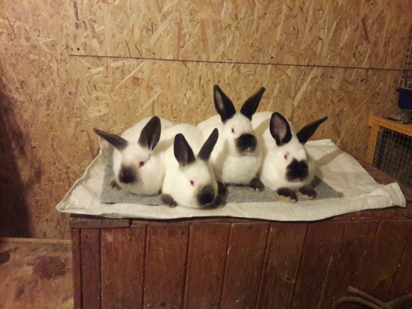  - b Tineret californian