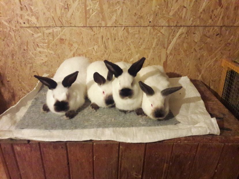  - b Tineret californian