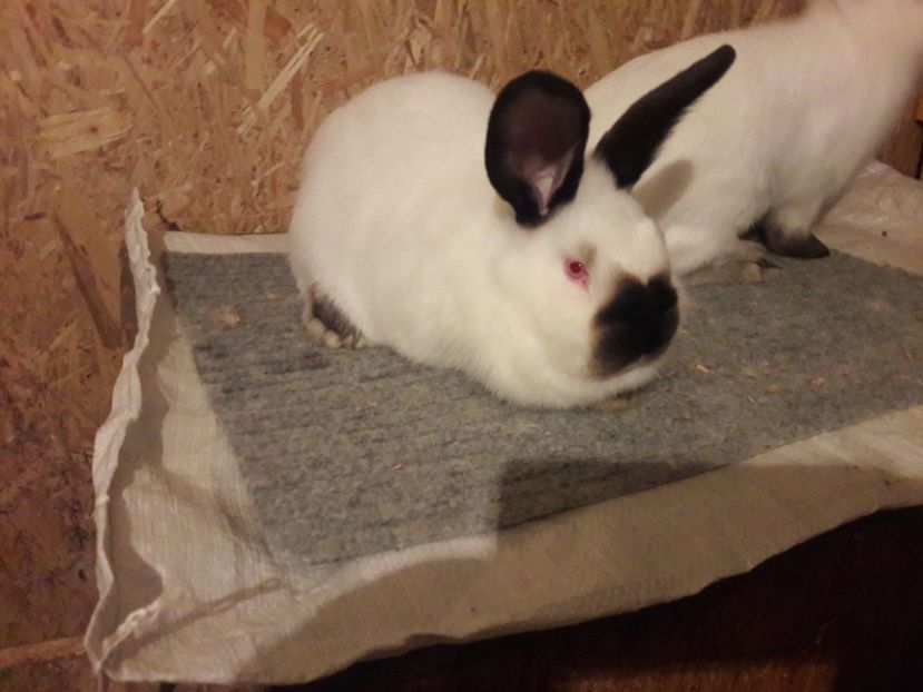  - b Tineret californian