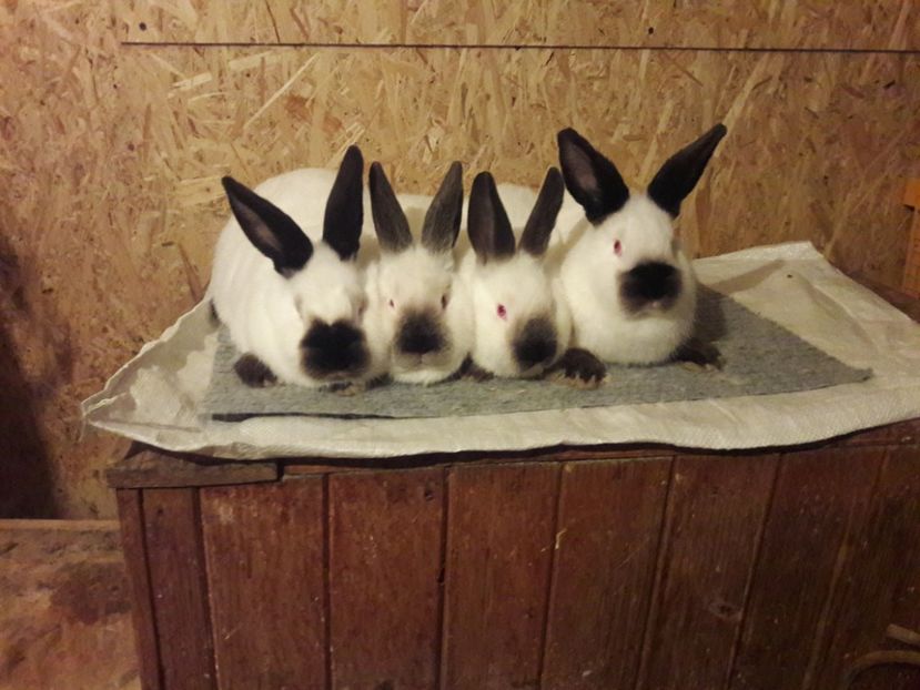  - b Tineret californian